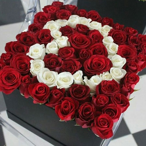 گل رز سفید و قرمز عاشقانه