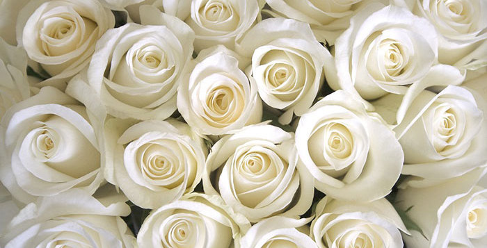 عکس گل رز سفید