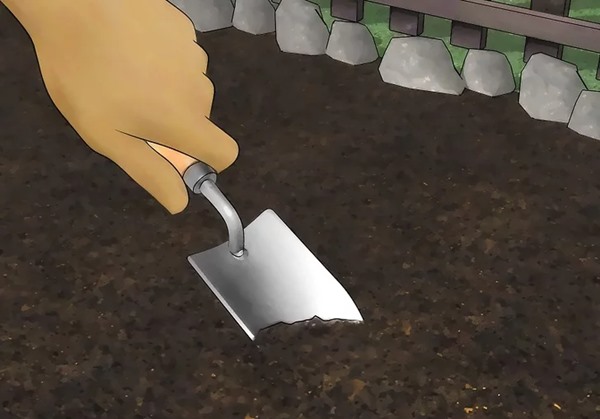 حفر گودال برای کاشت نهال زیتون