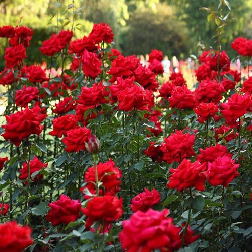 عکس باغ گل رز قرمز