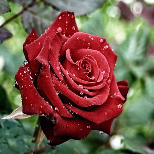 عکس گل رز قرمز در دست دختر