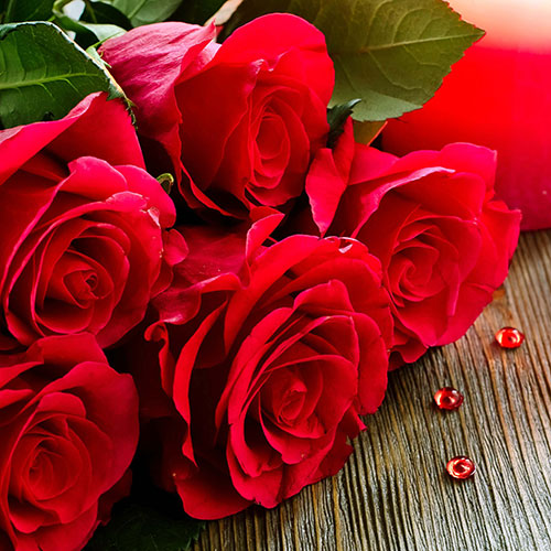 عکس جدید از گل رز قرمز