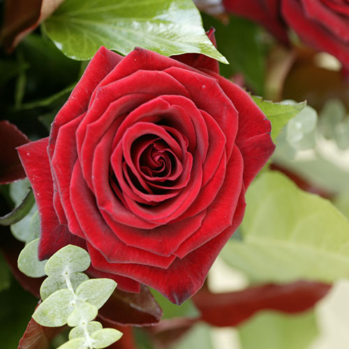  تصاویر پروفایلی از گل رز قرمز/ زیباترین گل های رز به صورت تکی و دسته ای 