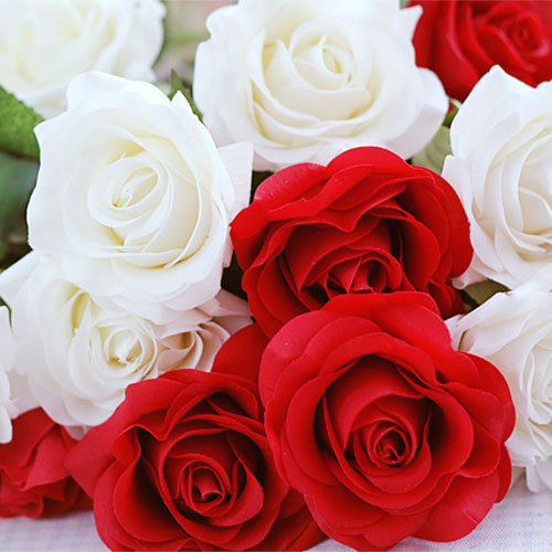 عکس گل رز قرمز و سفید