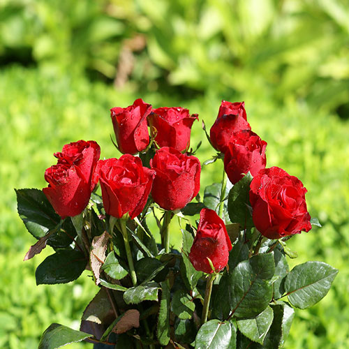 عکس گل رز قرمز در دست دختر