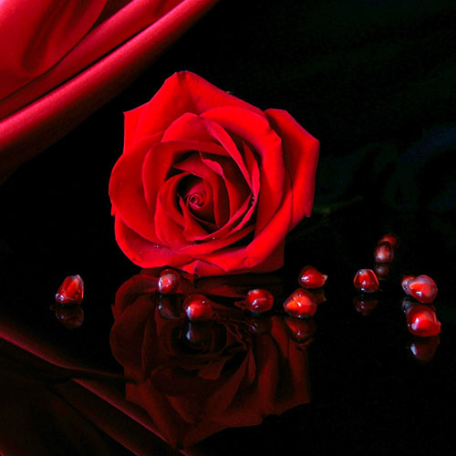 عکس شاخه گل رز قرمز عاشقانه