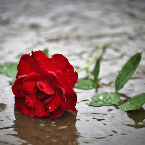 عکس گل رز قرمز در باران