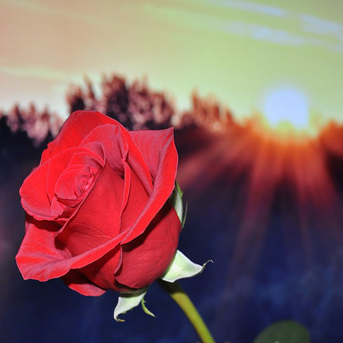 عکس زیبا از شاخه گل رز قرمز