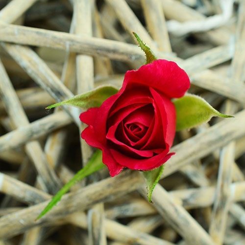 عکس گل رز قرمز در دست دختر