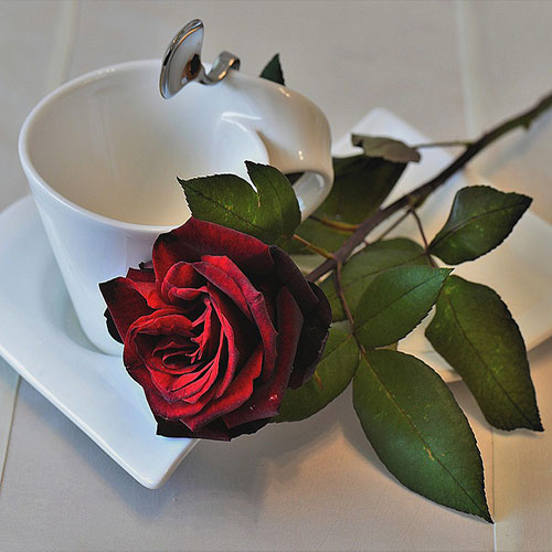 عکس گل رز قرمز در دست دختر