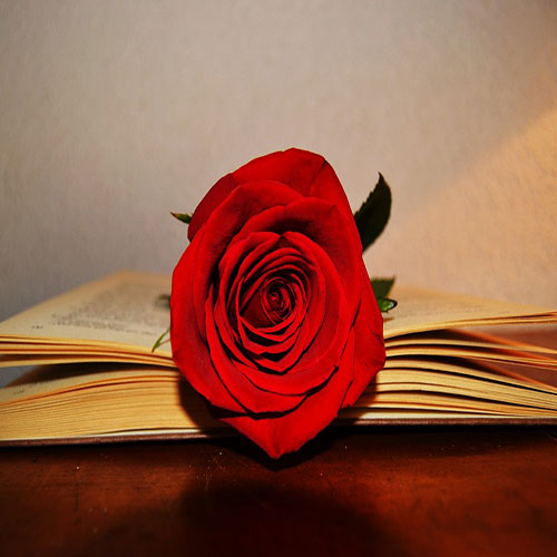 عکس گل رز قرمز در دست دختر