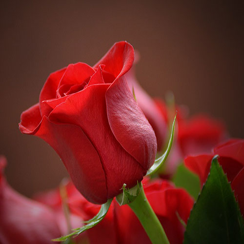 عکس گل رز قرمز هلندی