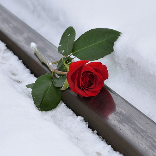 عکس گل رز قرمز در برف