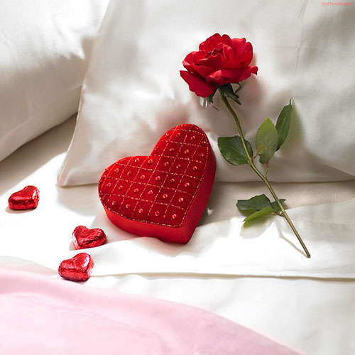 عکس گل رز قرمز در دست دختر