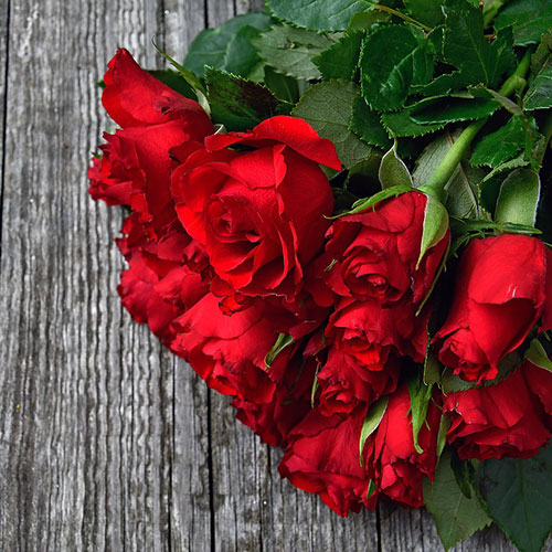 عکس گل رز قرمز در دست دختر