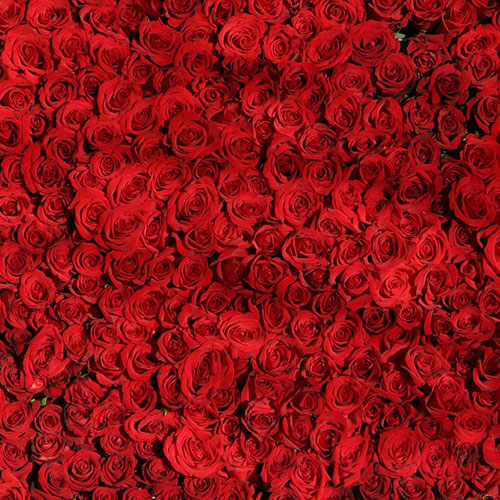 عکس گل های رز قرمز