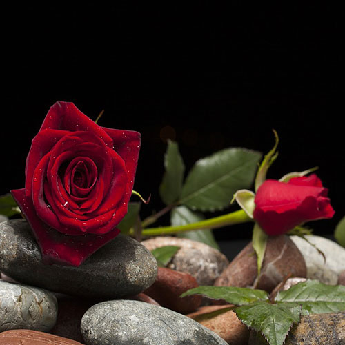 عکس گل رز قرمز با زمینه سیاه