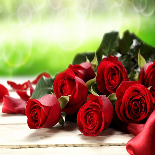 عکس پروفایل گل رز قرمز