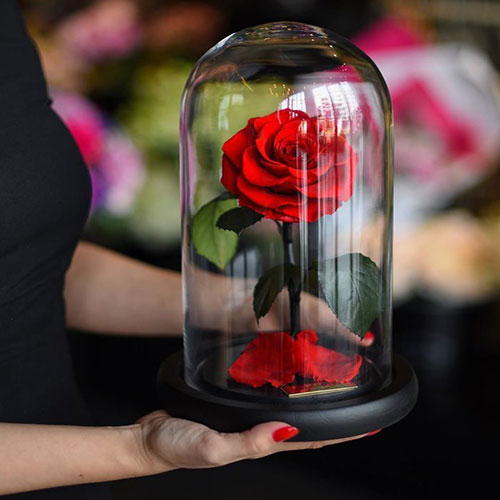 عکس گل رز قرمز در دست دختر