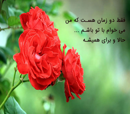 عکس نوشته زیبای گل عشق