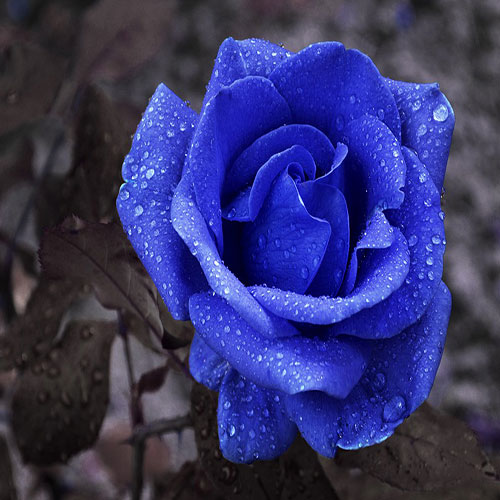 عکس گل آبی عشق