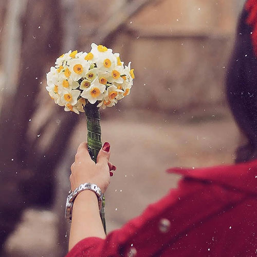 عکس گل نرگس در دست دختر