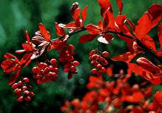 طریقه کاشت زرشک در خانه و شرایط نگهداری از آن