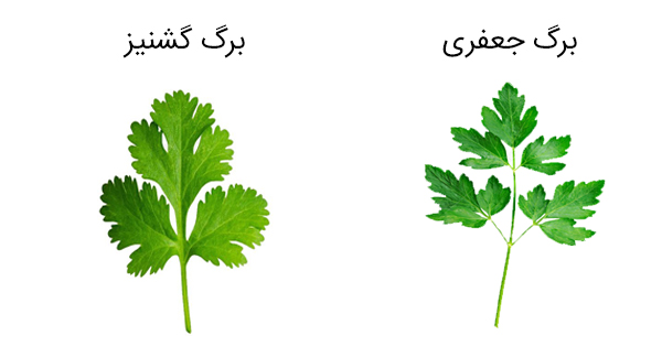 فرق جعفری با گشنیز؛ برگ جعفری و برگ گشنیز