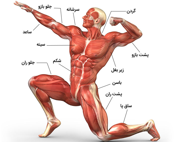 نمودار عضلات بدن