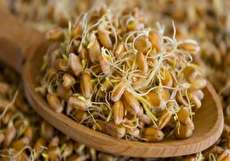 کالری جوانه گندم ؛ ۱۰۰ گرم جوانه گندم چقدر کالری دارد؟
