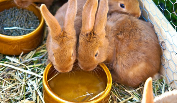 غذای خرگوش خانگی چیست + غذا‌های ممنوعه برای خرگوش