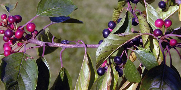 آشنایی با خواص گیاه سیاه توسه در طب سنتی