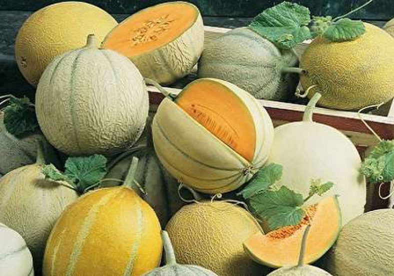 فرق طالبی و گرمک