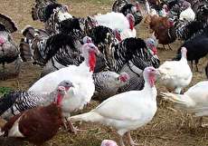 اصول تغذیه بوقلمون و معرفی جیره های غذایی برای بیشترین سود