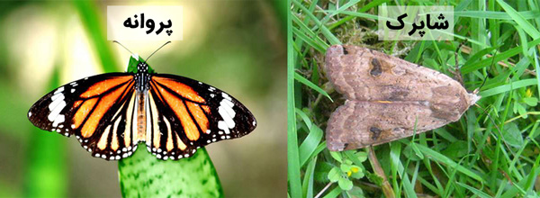 فرق شاپرک با پروانه
