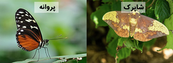 تفاوت ظاهری شاپرک و پروانه