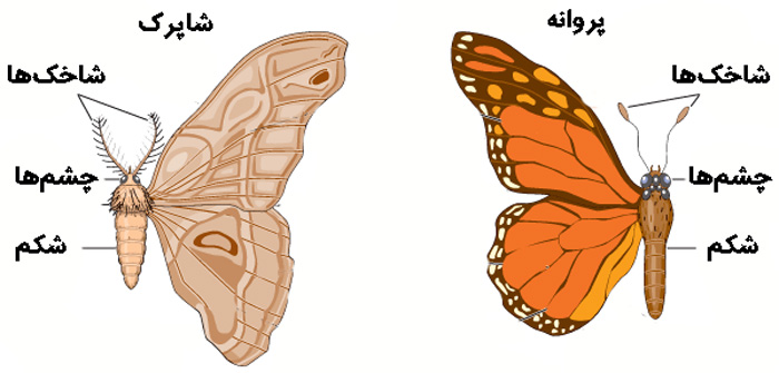 فرق شاپرک و پروانه چیست؟