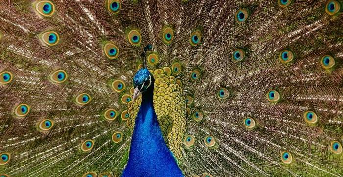 فرق طاووس نر و ماده