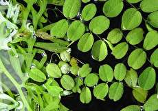 کالری گوشت؛ هر 100 گرم گوشت چقد کالری دارد؟