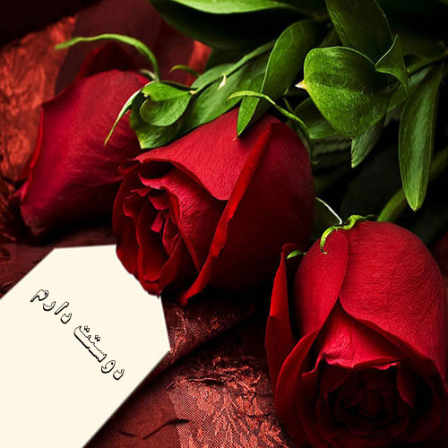 عکس پروفایل گل سرخ عاشقانه