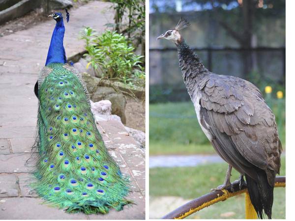 فرق طاووس نر و ماده از لحاظ دم