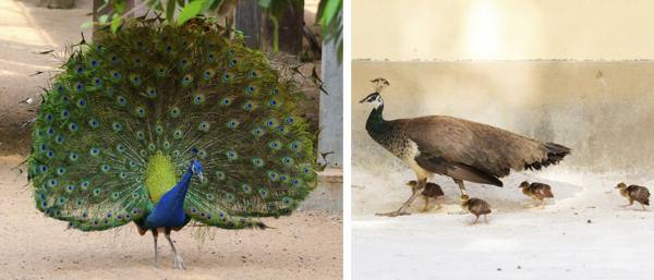 تفاوت رفتار طاووس نر و ماده 