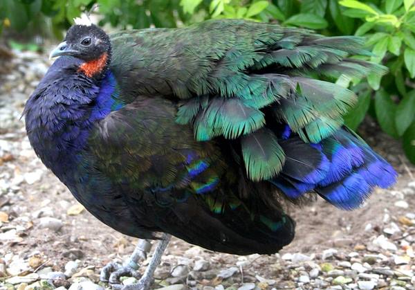 طاووس کنگو
