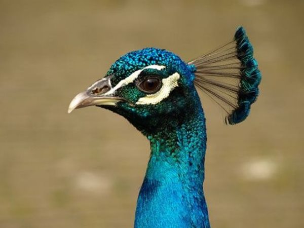 کاکل و گردن طاووس نر