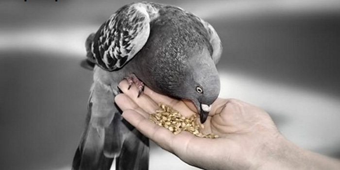 اطلاعاتی مفید درباره تغذیه کبوتر