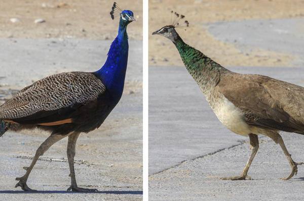 فرق طاووس نر و ماده