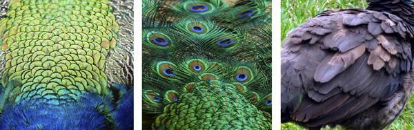 کمر و بال طاووس نر و ماده