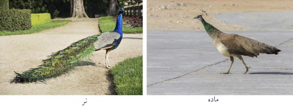 فرق طاووس نر و ماده از لحاظ اندازه