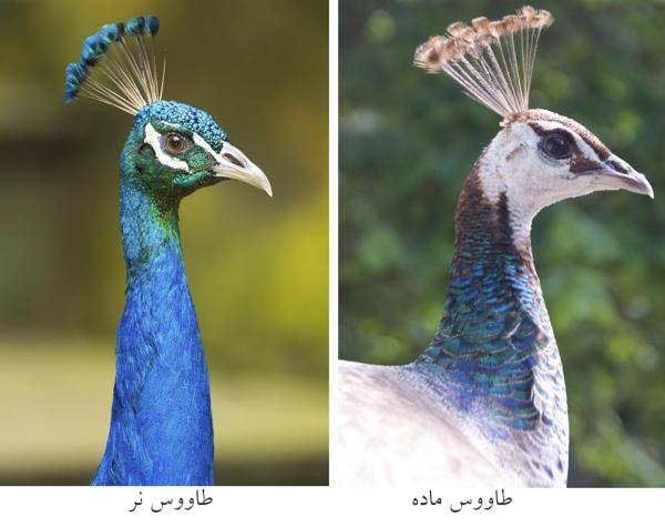 لکه چشم طاووس نر و ماده