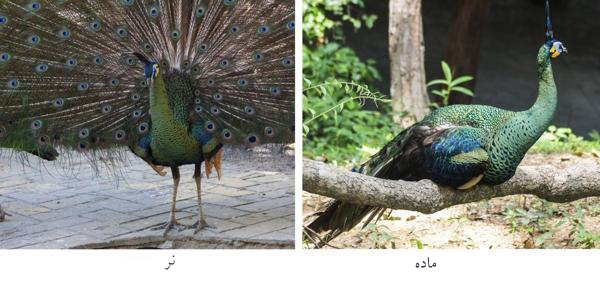 فرق طاووس نر و ماده طاووس سبز